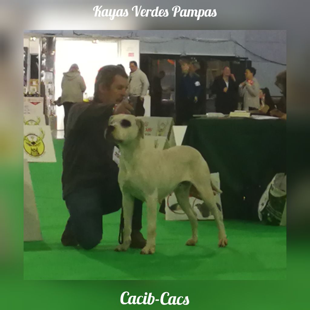 Kaya verdes pampas - CACIB-CACS