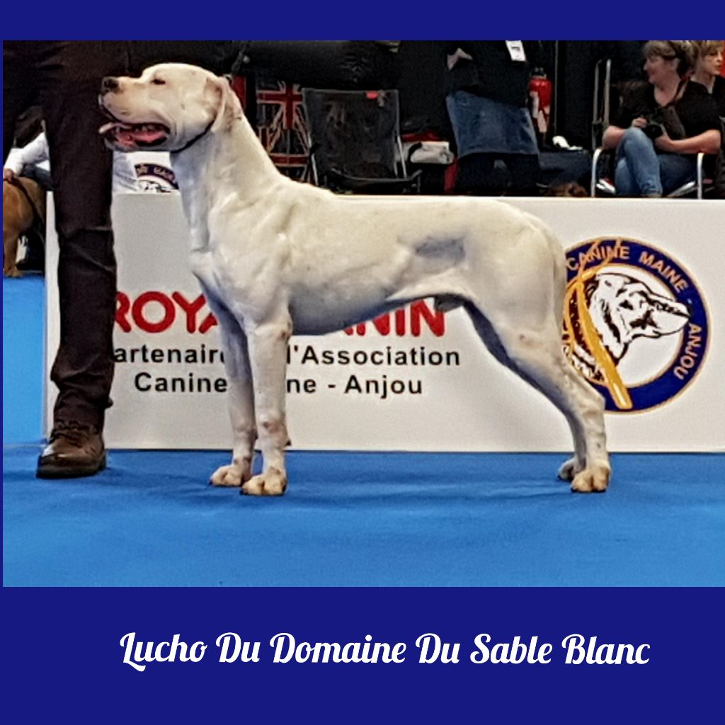 Lucho du Domaine du Sable Blanc - Classe Ouverte-2ème Très bon
