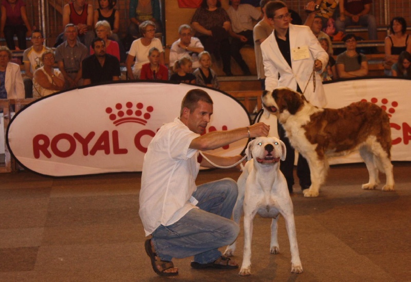 Chelsea de puerto vista - 1ère excellent - CACS - Meilleur de race