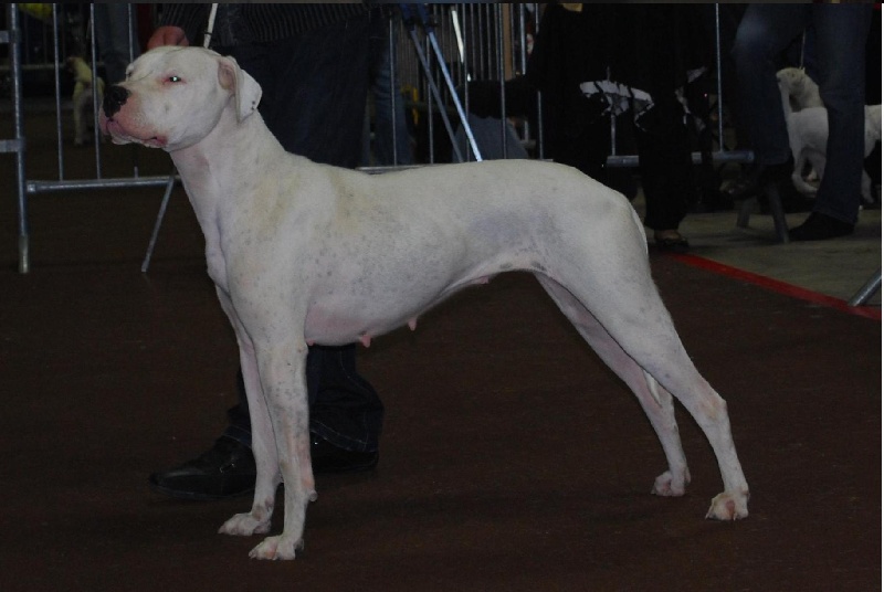 Chelsea de puerto vista - RCACS