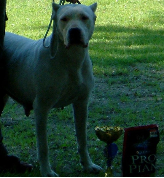 Tessa de los perros de caza mayor - 2ème EXCELLENTE