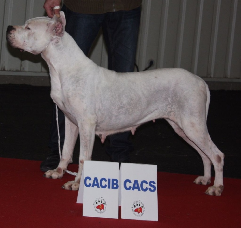 Florida de l'argentin du Quercy Blanc - CACIB-CACS Meilleure Sexe Opposé