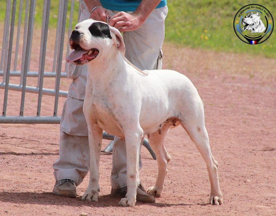 Pampa 3 d'tomas box - Excellent non classé