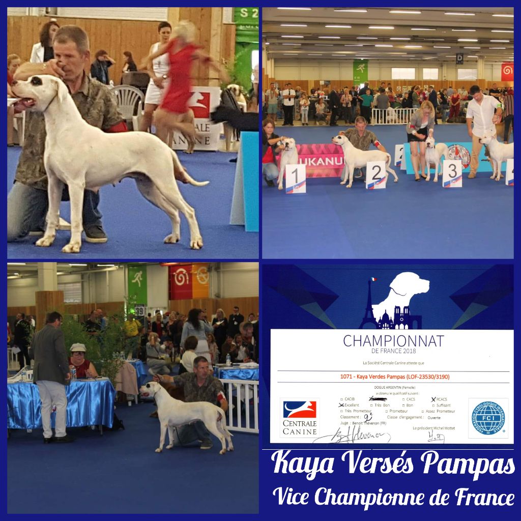 Kaya verdes pampas - 2ème Excellent - Classe Ouverte RCACS- Vice Championne de France