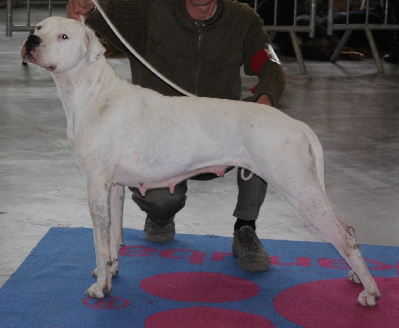 Chelsea de puerto vista - RCAC - RCACIB