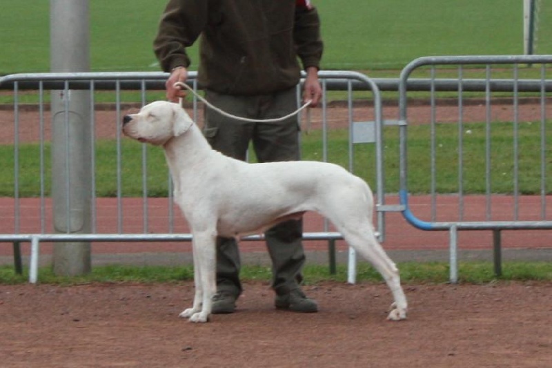 Chelsea de puerto vista - RCACS - 2è Excellent