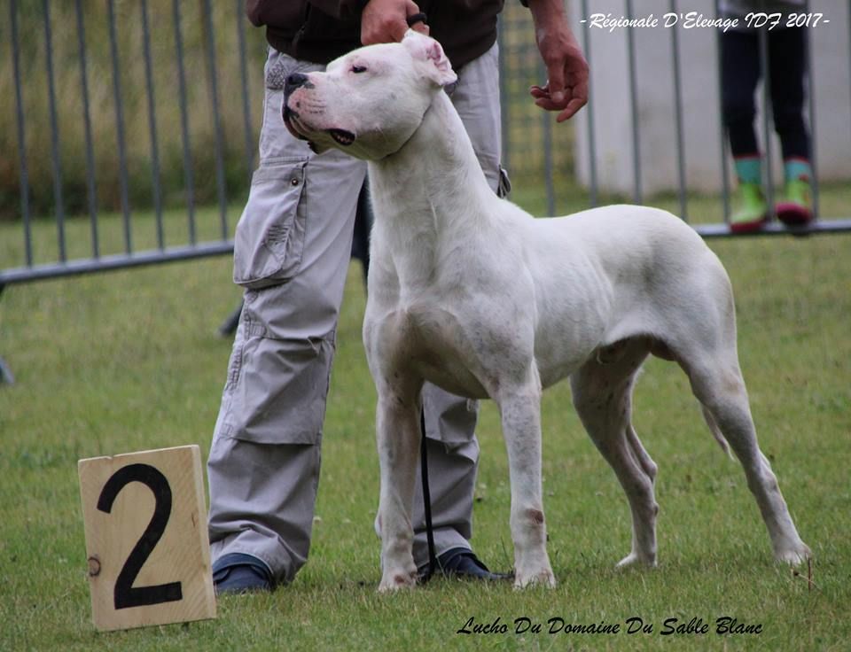 Lucho du Domaine du Sable Blanc - Classe Ouverte Mâle - 2ème excellent