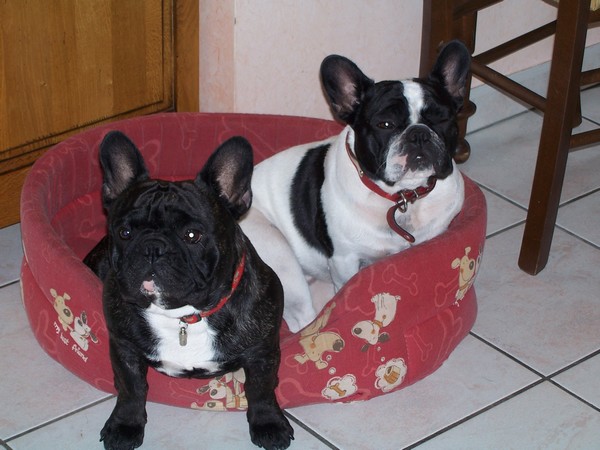 Valrose des Bourbon d'Allier