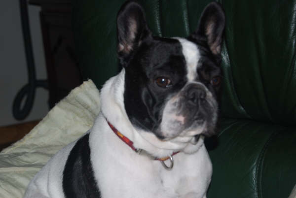 Valrose des Bourbon d'Allier