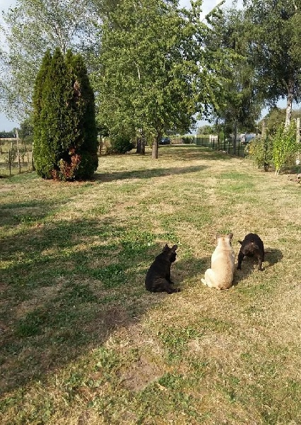 Publication : des Bourbon d'Allier Auteur : Y.VINCENT