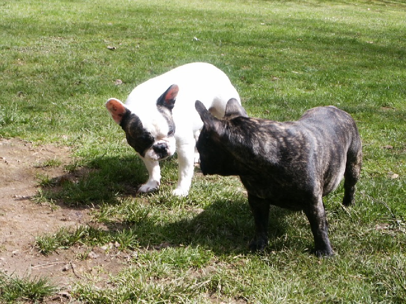 Al capone du terrier du st sépulcre des Bourbon d'Allier