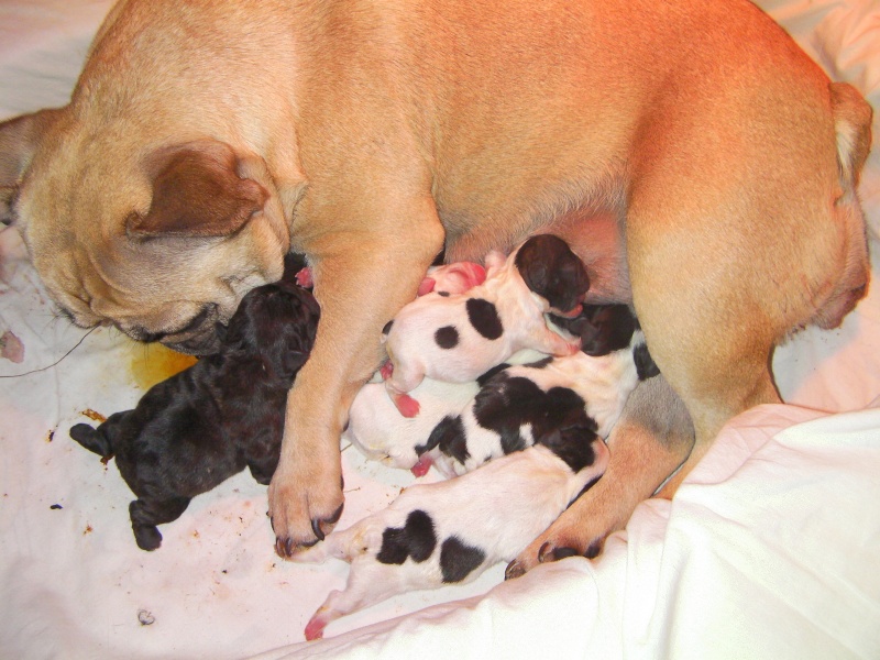 Balsamine des Bourbon d'Allier