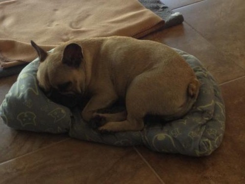 Dagobert des Bourbon d'Allier