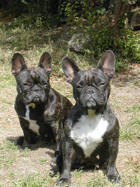 Adela des Bourbon d'Allier