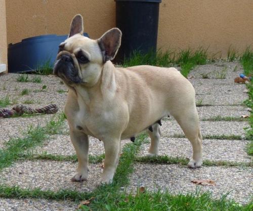 Balsamine des Bourbon d'Allier