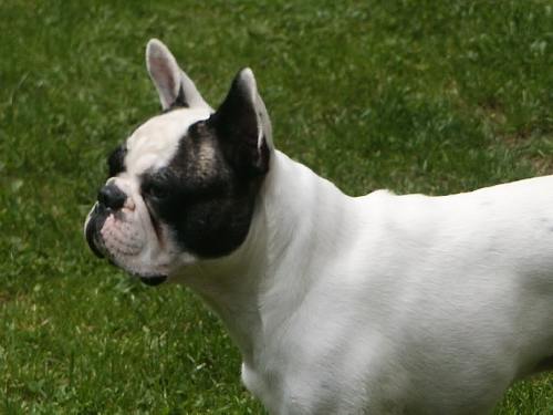 Al capone du terrier du st sépulcre des Bourbon d'Allier