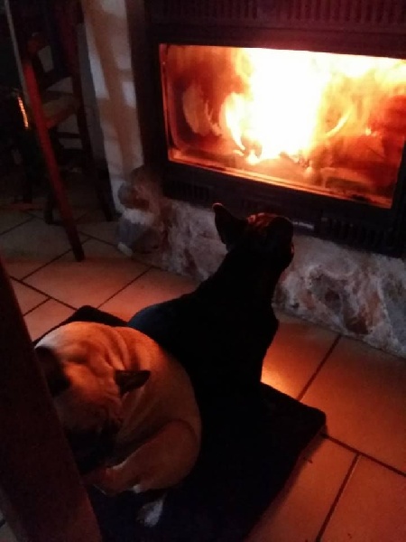 Publication : des Bourbon d'Allier Auteur : Y.VINCENT