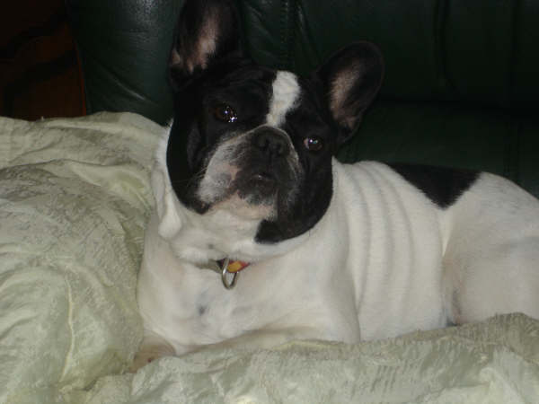 Valrose des Bourbon d'Allier