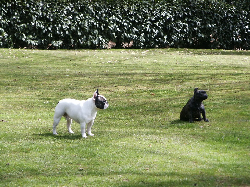 Al capone du terrier du st sépulcre des Bourbon d'Allier