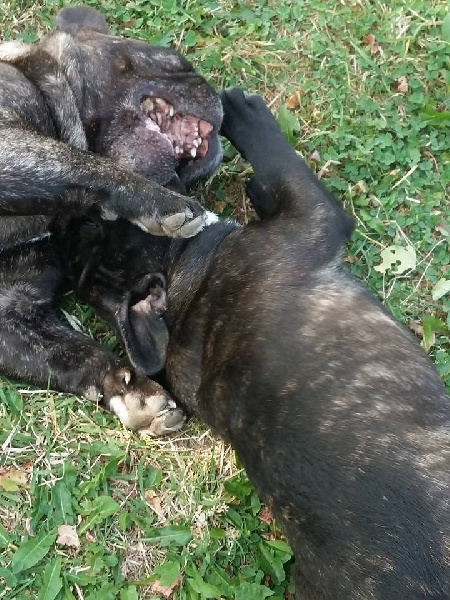 Publication : des Bourbon d'Allier Auteur : Y.VINCENT