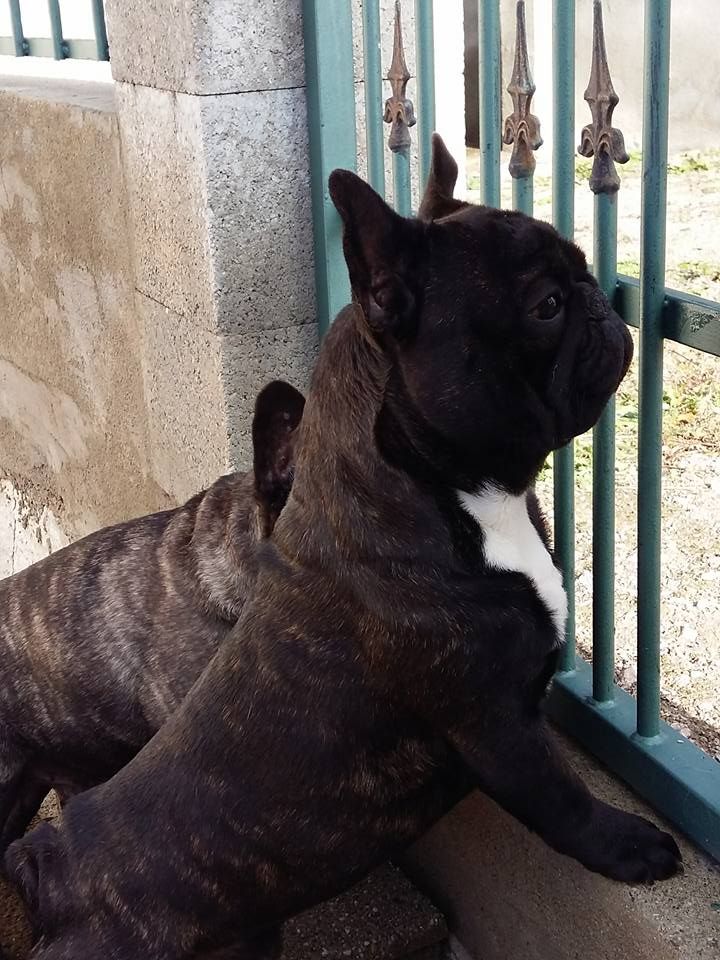 Publication : des Bourbon d'Allier Auteur : Y.VINCENT