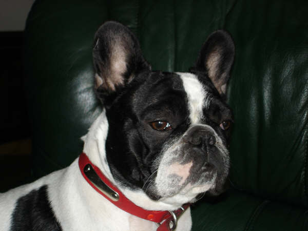 Valrose des Bourbon d'Allier