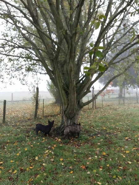 Publication : des Bourbon d'Allier Auteur : Y.VINCENT