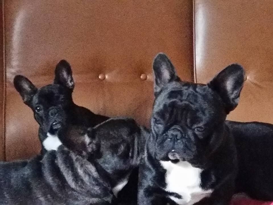 Publication : des Bourbon d'Allier Auteur : Y.VINCENT