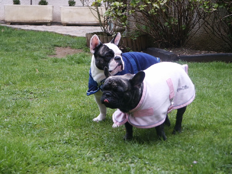 Al capone du terrier du st sépulcre des Bourbon d'Allier