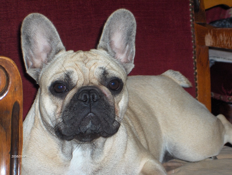 Balsamine des Bourbon d'Allier