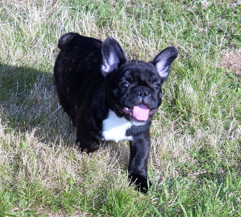 Publication : des Bourbon d'Allier Auteur : Y.VINCENT