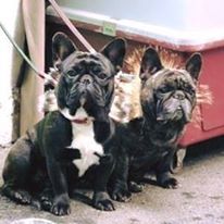 Publication : des Bourbon d'Allier Auteur : Y.VINCENT