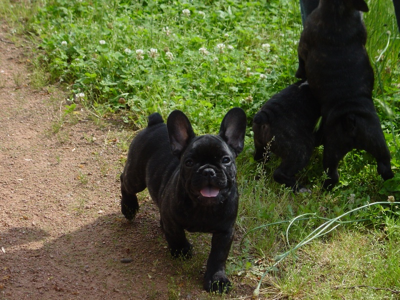 Urcay dit ugo des Bourbon d'Allier