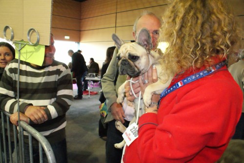 Balsamine des Bourbon d'Allier