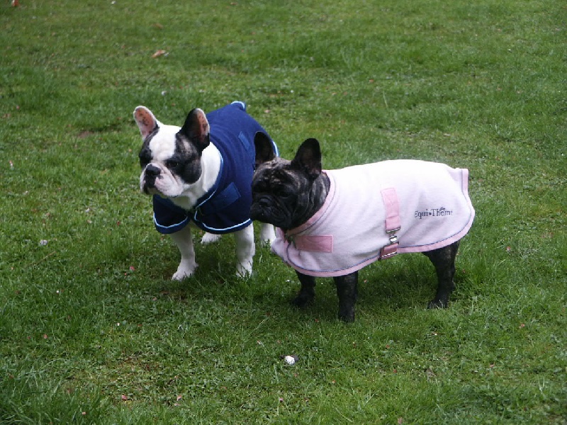Al capone du terrier du st sépulcre des Bourbon d'Allier