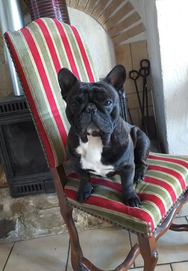 Publication : des Bourbon d'Allier Auteur : Y.VINCENT