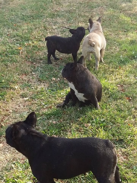 Publication : des Bourbon d'Allier Auteur : Y.VINCENT