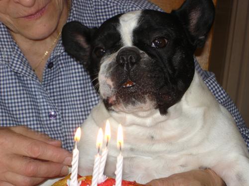 Valrose des Bourbon d'Allier