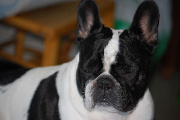 Valrose des Bourbon d'Allier