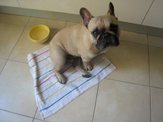 Dagobert des Bourbon d'Allier