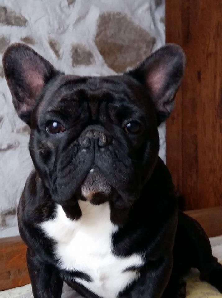 Publication : des Bourbon d'Allier Auteur : Y.VINCENT