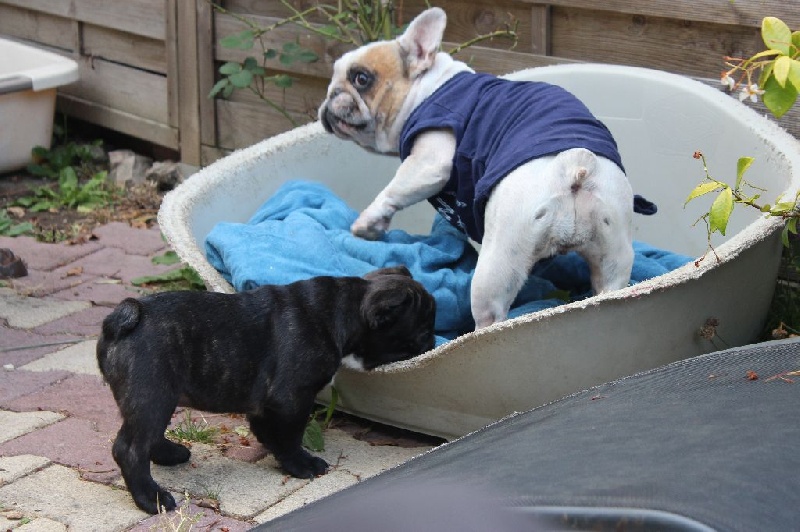 Publication : des Bourbon d'Allier Auteur : Y.VINCENT