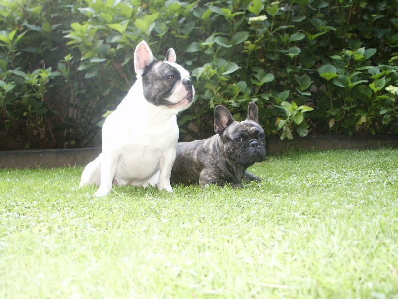 Al capone du terrier du st sépulcre des Bourbon d'Allier