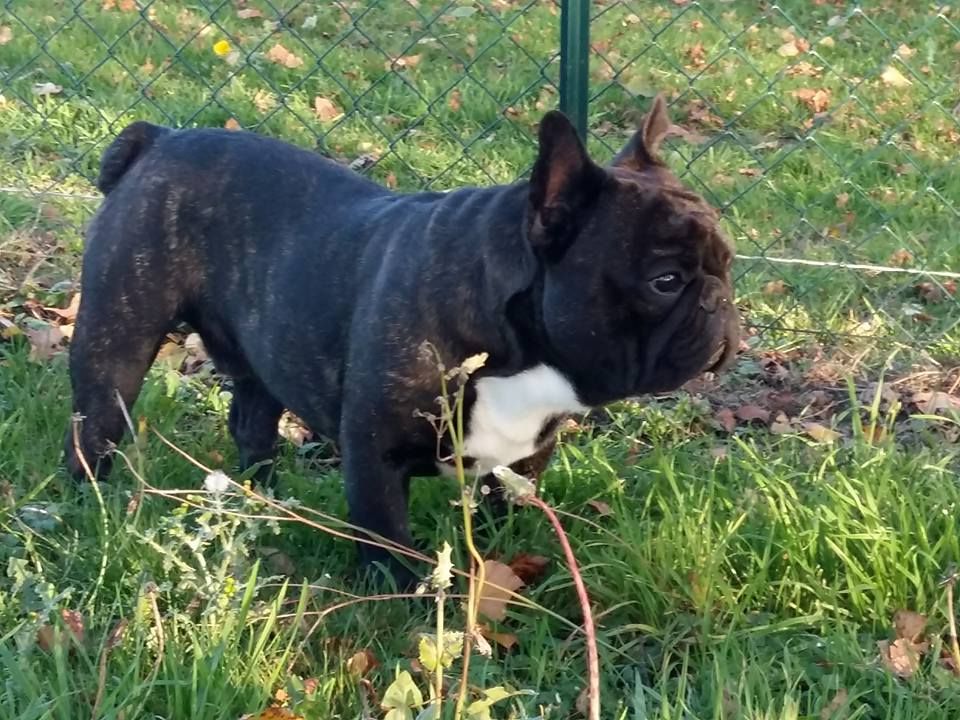 Publication : des Bourbon d'Allier Auteur : Y.VINCENT