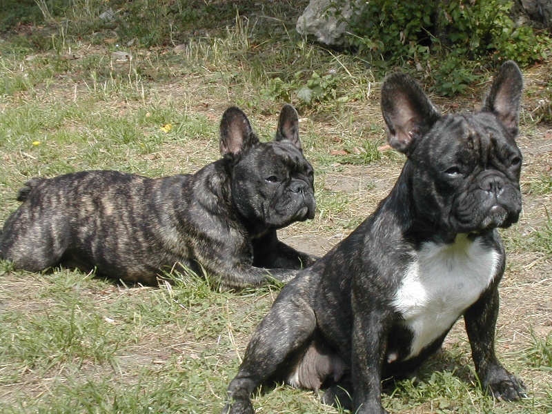 Adela des Bourbon d'Allier