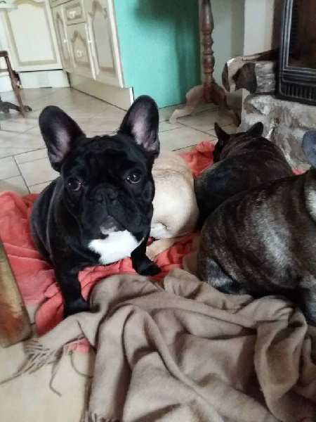 Publication : des Bourbon d'Allier Auteur : Y.VINCENT