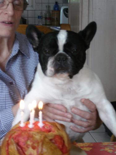 Valrose des Bourbon d'Allier