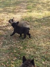 Publication : des Bourbon d'Allier Auteur : Y.VINCENT