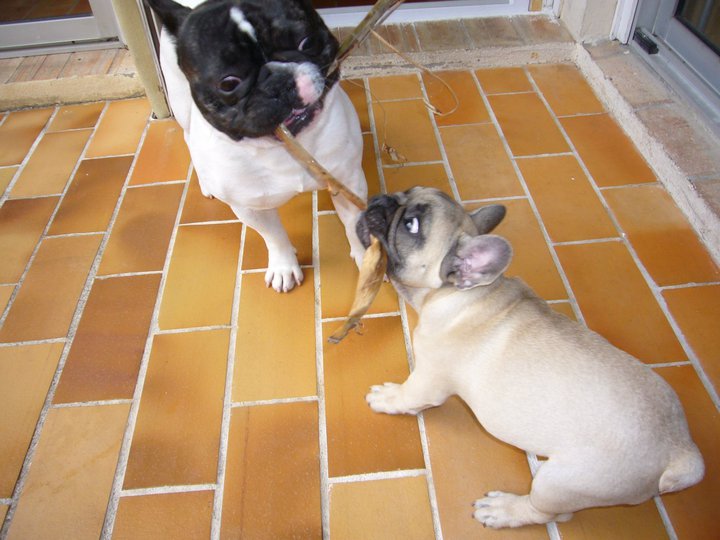 Dagobert des Bourbon d'Allier