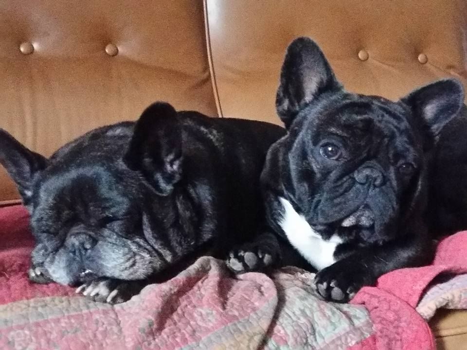 Publication : des Bourbon d'Allier Auteur : Y.VINCENT